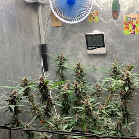 LSD25 / DONA FLORINDA growlog timeline photo
