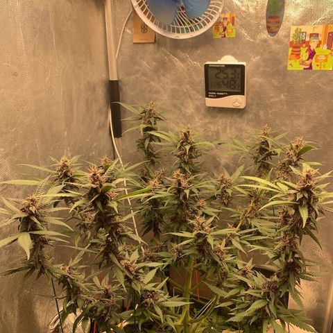 LSD25 / DONA FLORINDA growlog timeline photo