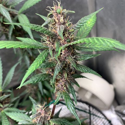 LSD25 / DONA FLORINDA growlog timeline photo