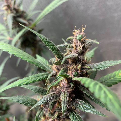 LSD25 / DONA FLORINDA growlog timeline photo