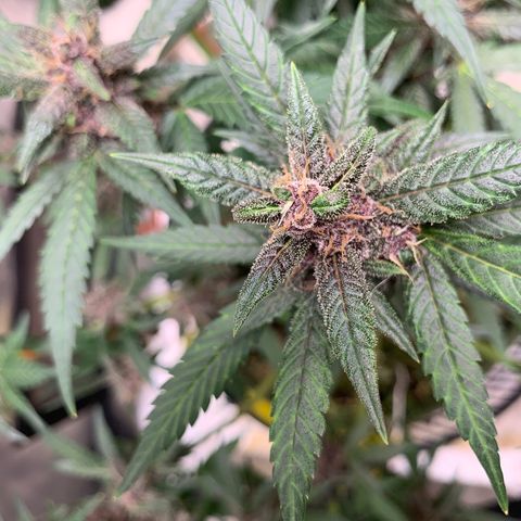 LSD25 / DONA FLORINDA growlog timeline photo