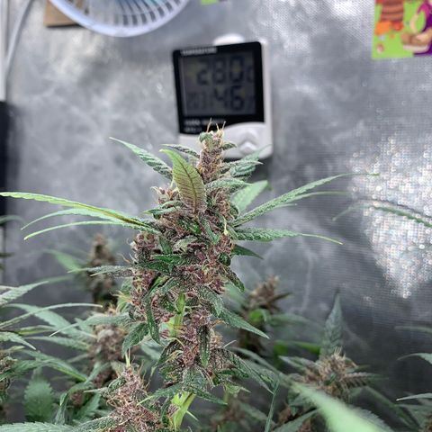 LSD25 / DONA FLORINDA growlog timeline photo