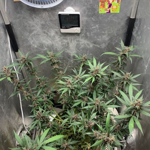 LSD25 / DONA FLORINDA growlog timeline photo
