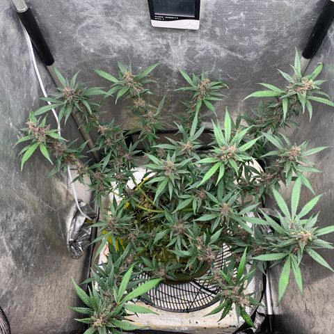LSD25 / DONA FLORINDA growlog timeline photo