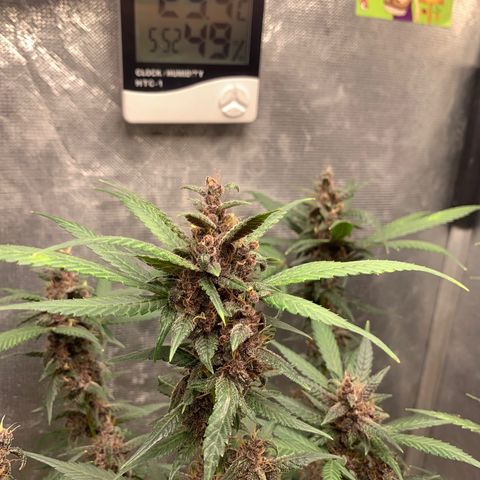 LSD25 / DONA FLORINDA growlog timeline photo