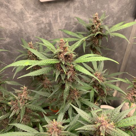 LSD25 / DONA FLORINDA growlog timeline photo