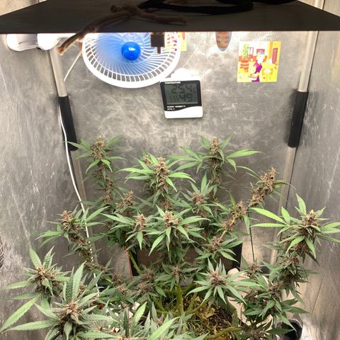 LSD25 / DONA FLORINDA growlog timeline photo