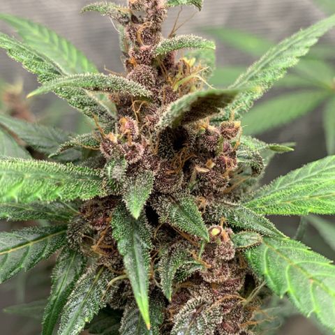 LSD25 / DONA FLORINDA growlog timeline photo