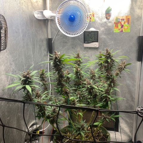 LSD25 / DONA FLORINDA growlog timeline photo