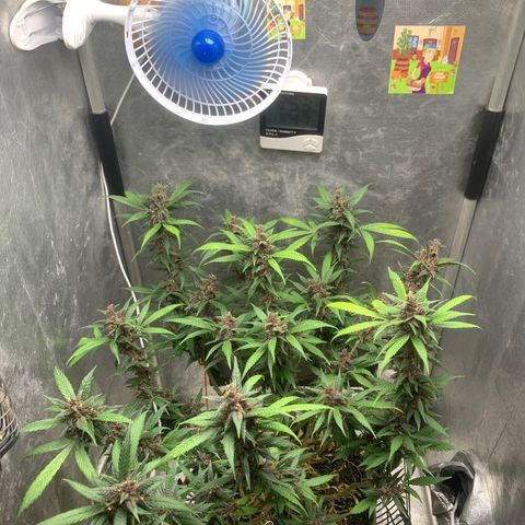 LSD25 / DONA FLORINDA growlog timeline photo