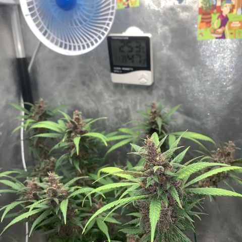 LSD25 / DONA FLORINDA growlog timeline photo