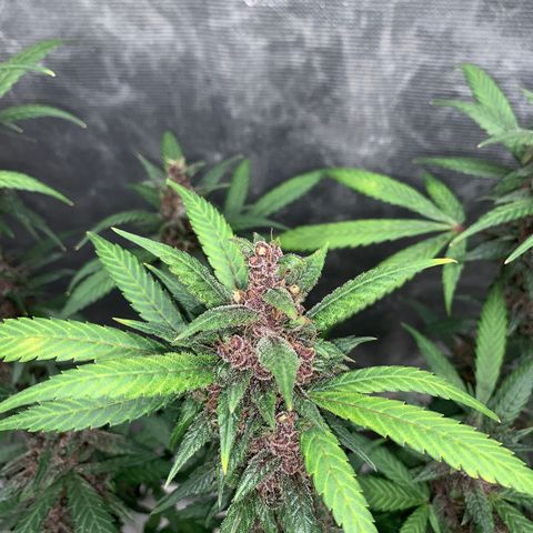 LSD25 / DONA FLORINDA growlog timeline photo