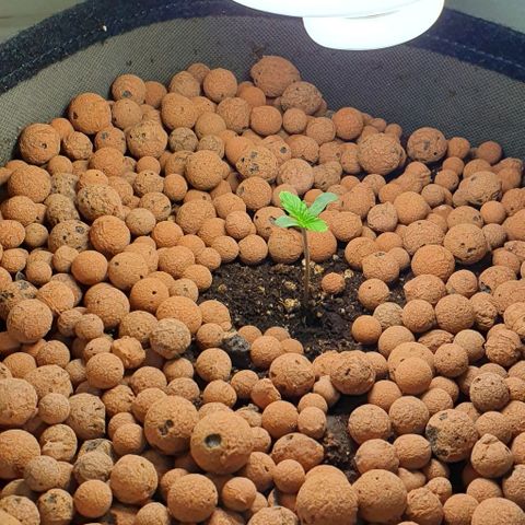 Royal purple kush auto growlog photo: Kleikorrels added