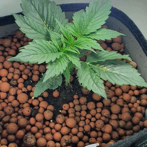 Royal purple kush auto growlog timeline photo