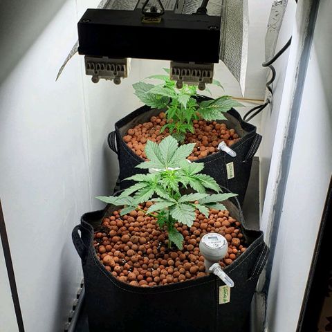 Royal purple kush auto growlog timeline photo