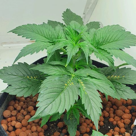 Royal purple kush auto growlog photo: 19cm