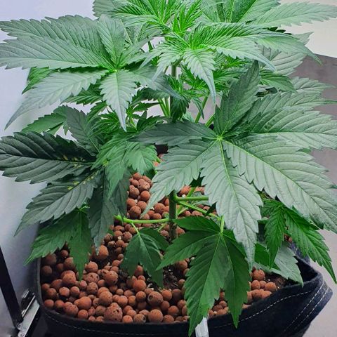 Royal purple kush auto growlog timeline photo
