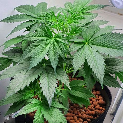 Royal purple kush auto growlog timeline photo
