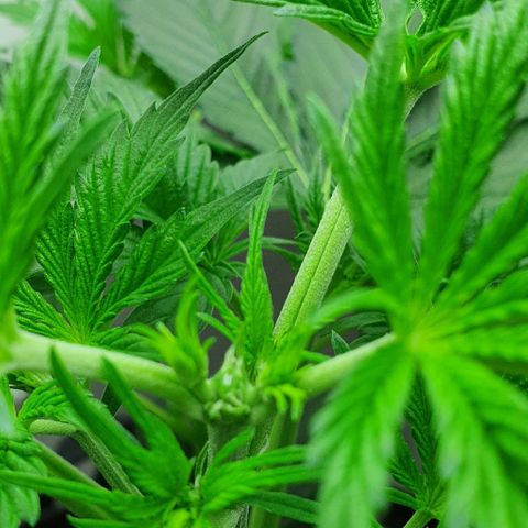 Royal purple kush auto growlog timeline photo