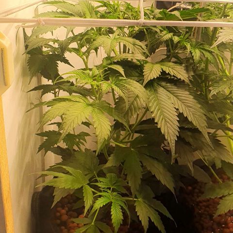 Royal purple kush auto growlog timeline photo