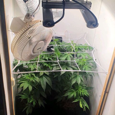 Royal purple kush auto growlog timeline photo