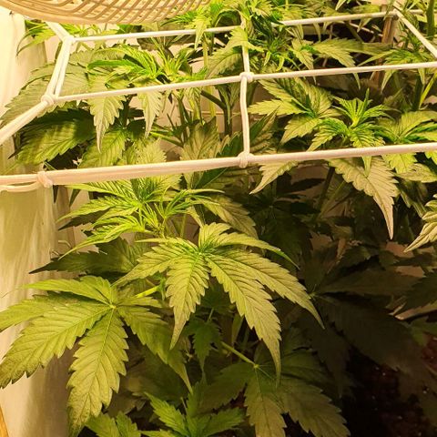 Royal purple kush auto growlog timeline photo
