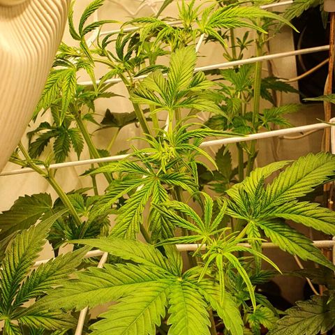 Royal purple kush auto growlog timeline photo