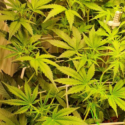 Royal purple kush auto growlog timeline photo