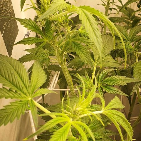 Royal purple kush auto growlog timeline photo