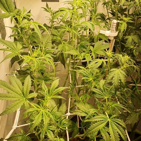 Royal purple kush auto growlog timeline photo