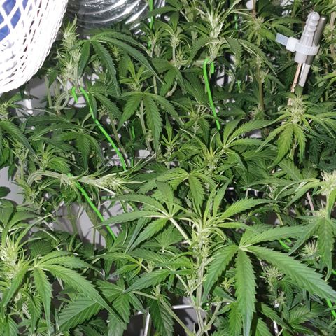 Royal purple kush auto growlog timeline photo