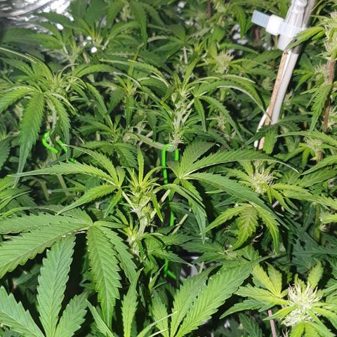 Royal purple kush auto growlog timeline photo