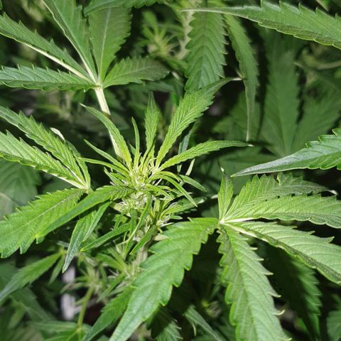 Royal purple kush auto growlog timeline photo