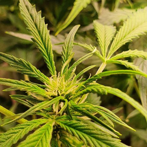 Royal purple kush auto growlog timeline photo