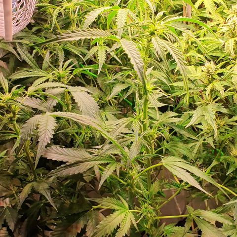 Royal purple kush auto growlog timeline photo