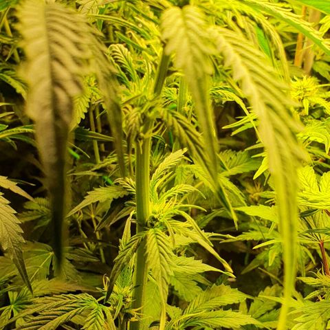 Royal purple kush auto growlog timeline photo