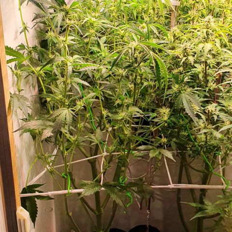 Royal purple kush auto growlog timeline photo