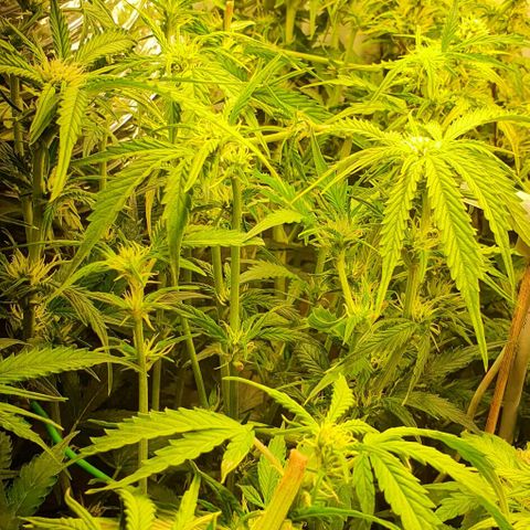 Royal purple kush auto growlog timeline photo