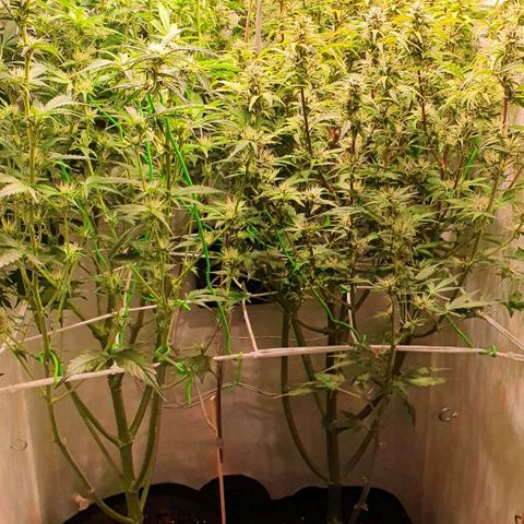 Royal purple kush auto growlog timeline photo
