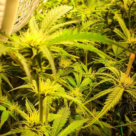 Royal purple kush auto growlog timeline photo