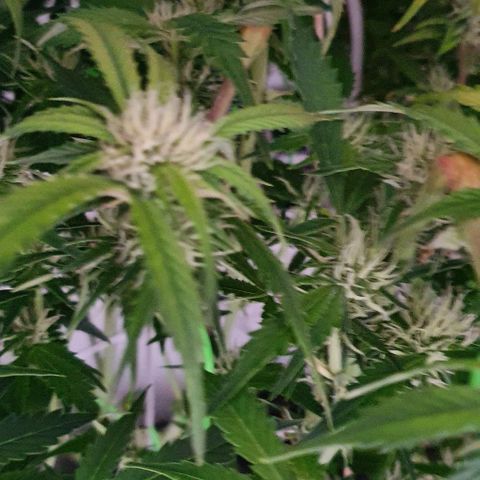 Royal purple kush auto growlog timeline photo