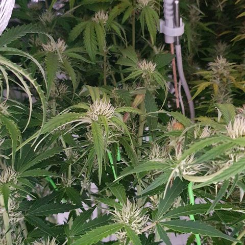 Royal purple kush auto growlog timeline photo