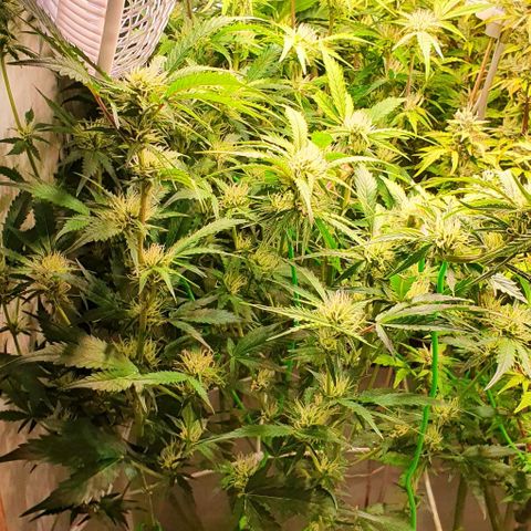 Royal purple kush auto growlog timeline photo