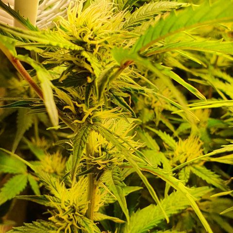 Royal purple kush auto growlog timeline photo