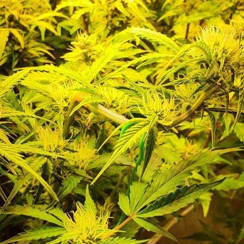 Royal purple kush auto growlog timeline photo