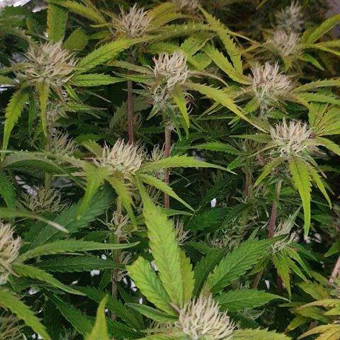 Royal purple kush auto growlog timeline photo