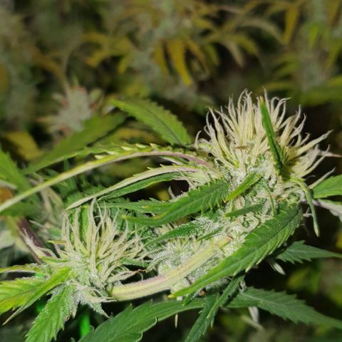 Royal purple kush auto growlog timeline photo