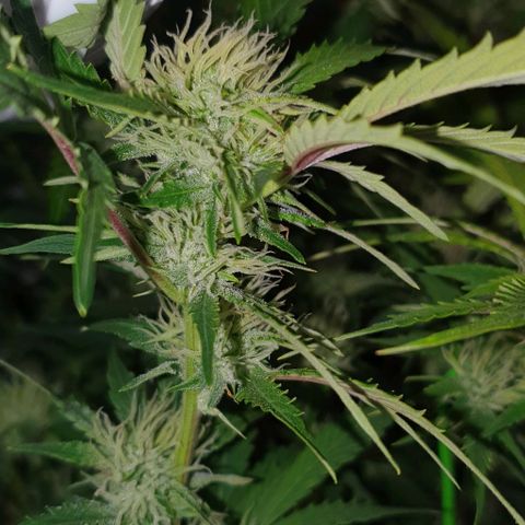 Royal purple kush auto growlog timeline photo