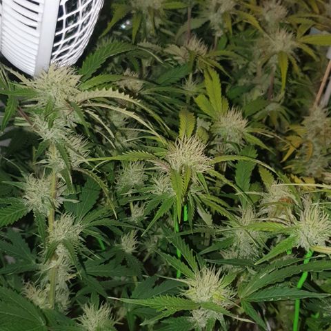 Royal purple kush auto growlog timeline photo