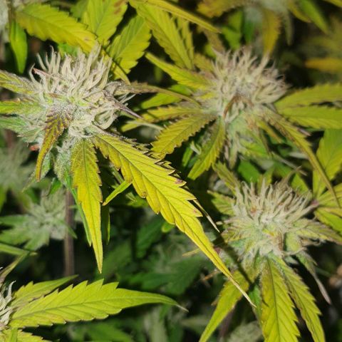 Royal purple kush auto growlog timeline photo